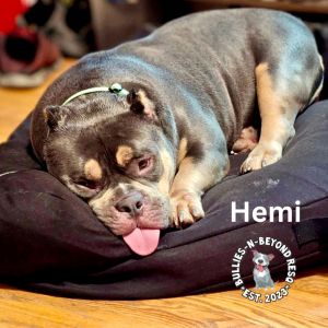 Hemi