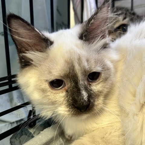 Cream Puff, an adoptable Siamese in Spokane, WA, 99202 | Photo Image 1