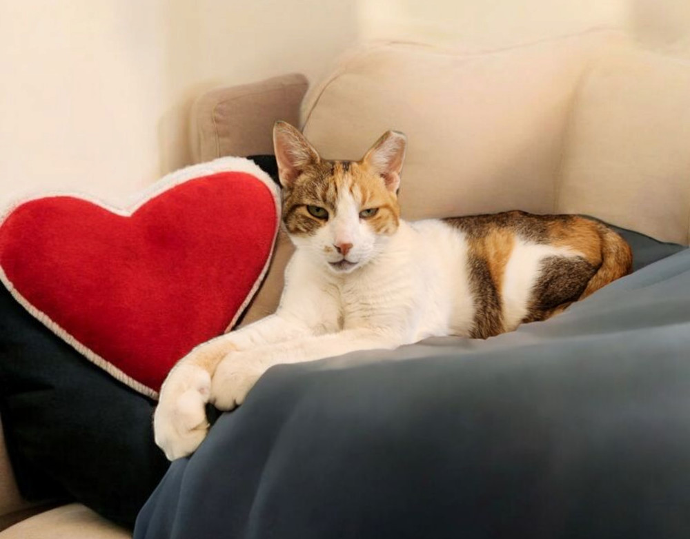Pretty Kitty, an adoptable Calico, Domestic Short Hair in Albuquerque, NM, 87111 | Photo Image 1
