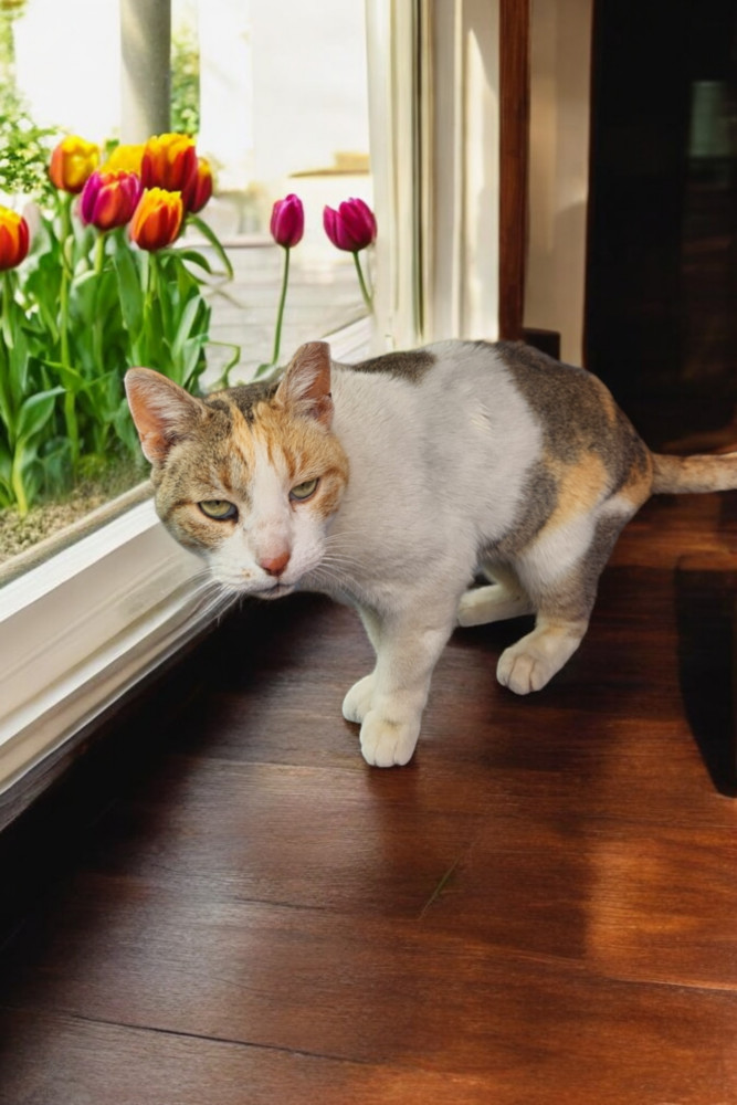 Pretty Kitty, an adoptable Calico, Domestic Short Hair in Albuquerque, NM, 87111 | Photo Image 2