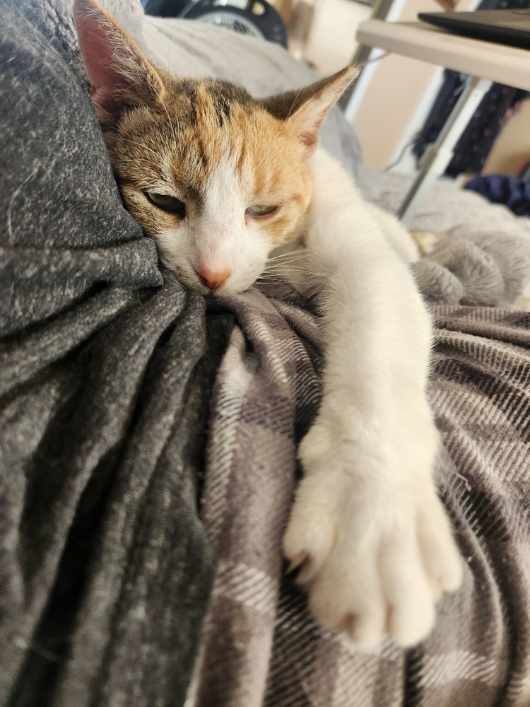 Pretty Kitty, an adoptable Calico, Domestic Short Hair in Albuquerque, NM, 87111 | Photo Image 3