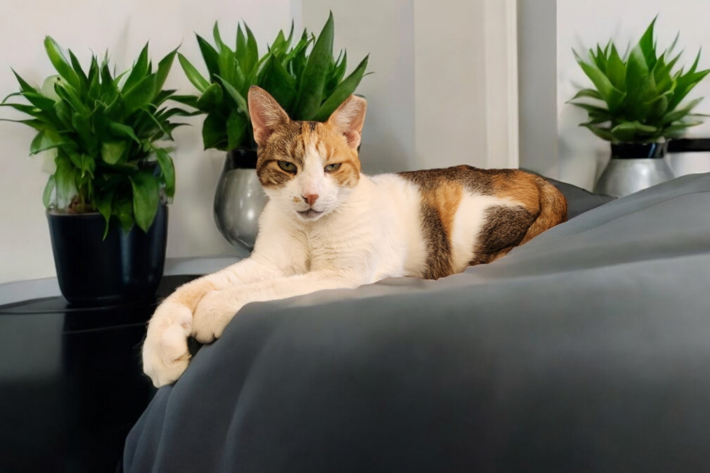 Pretty Kitty, an adoptable Calico, Domestic Short Hair in Albuquerque, NM, 87111 | Photo Image 6