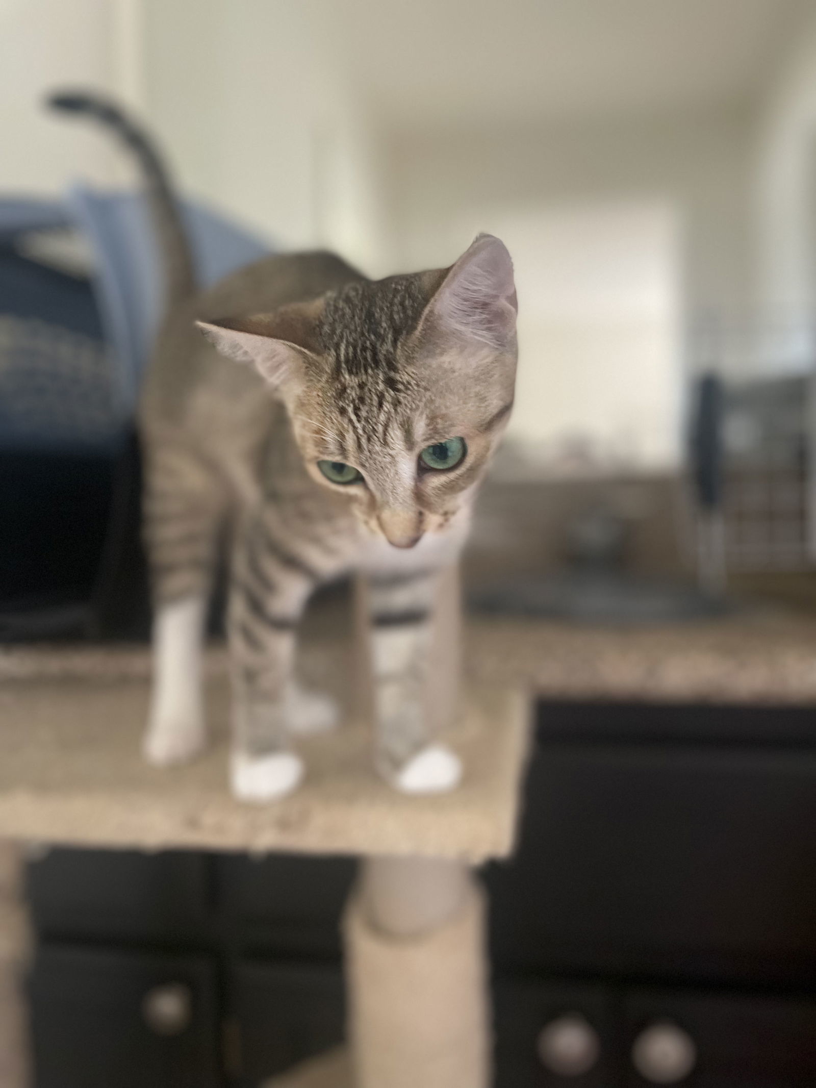 Hazel and Harper, an adoptable Tonkinese in Walnut Creek, CA, 94596 | Photo Image 1