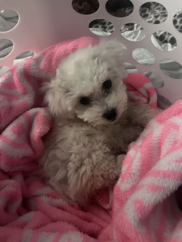 Bichon-Bichonc 2