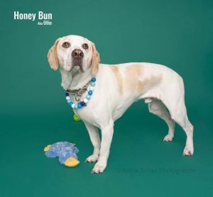 Honey Bun, Adult Male Beagle