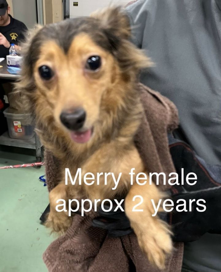 Merry 1