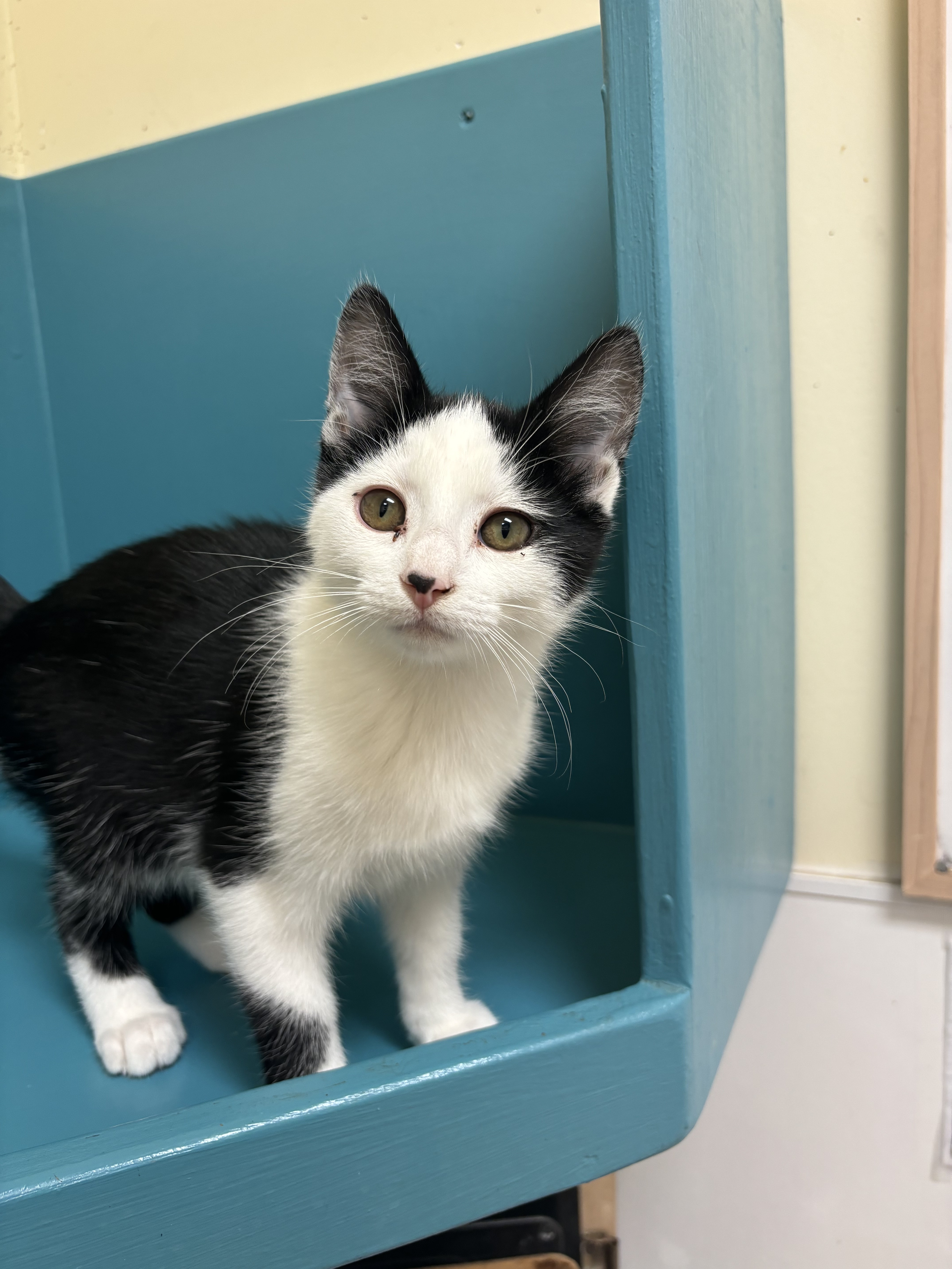 Dixie, an adoptable Domestic Short Hair in Pendleton, OR, 97801 | Photo Image 1