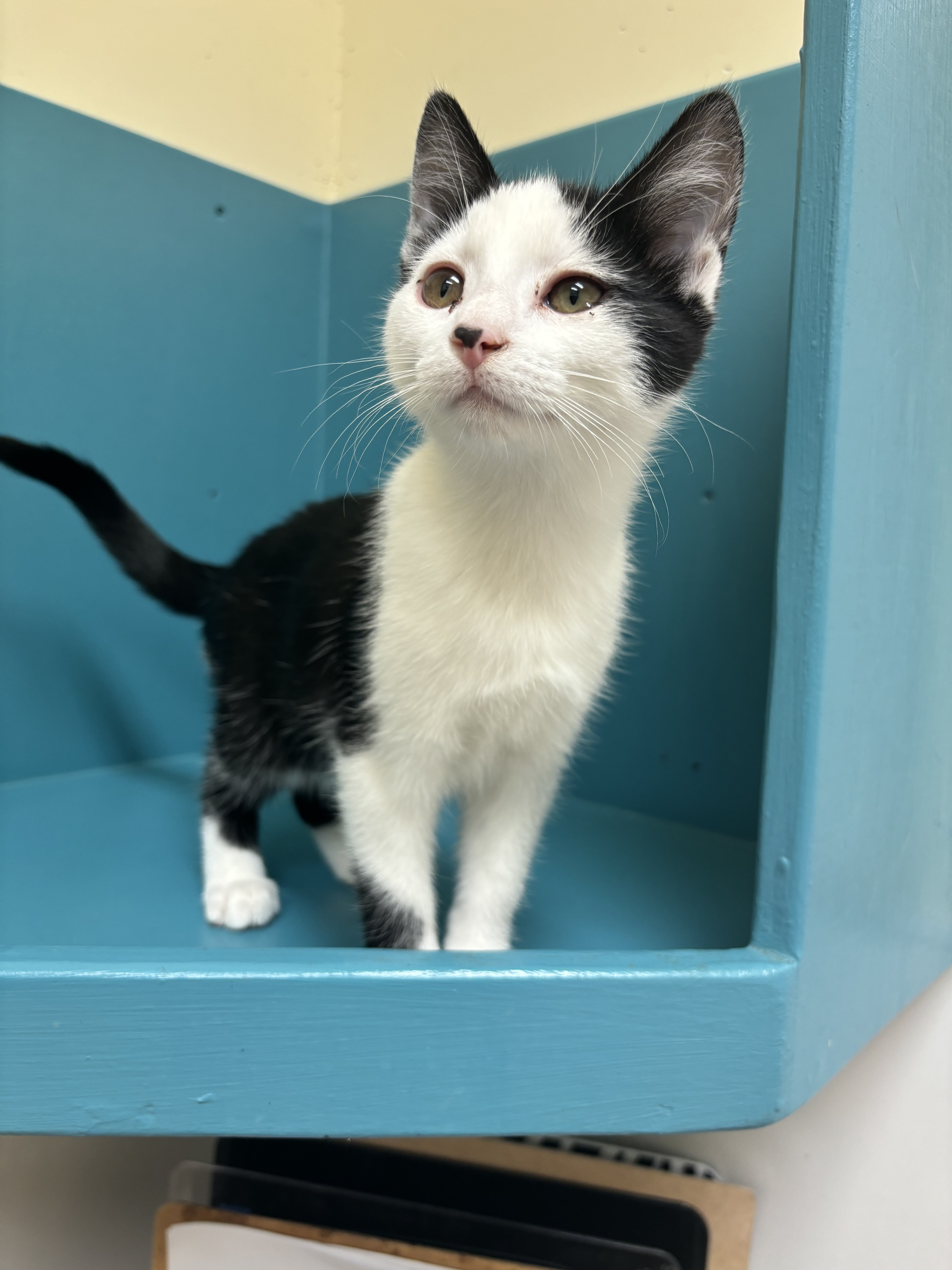 Dixie, an adoptable Domestic Short Hair in Pendleton, OR, 97801 | Photo Image 2