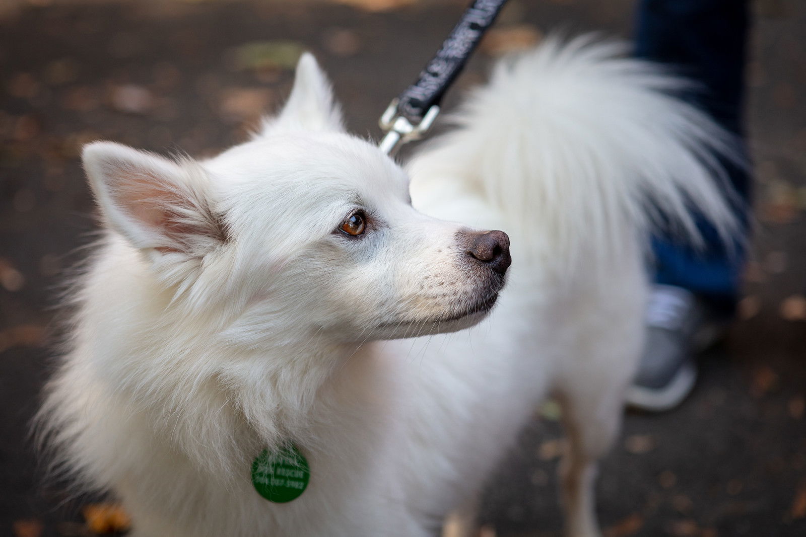 Yoshi, an adoptable Spitz in Arlington, VA, 22204 | Photo Image 1