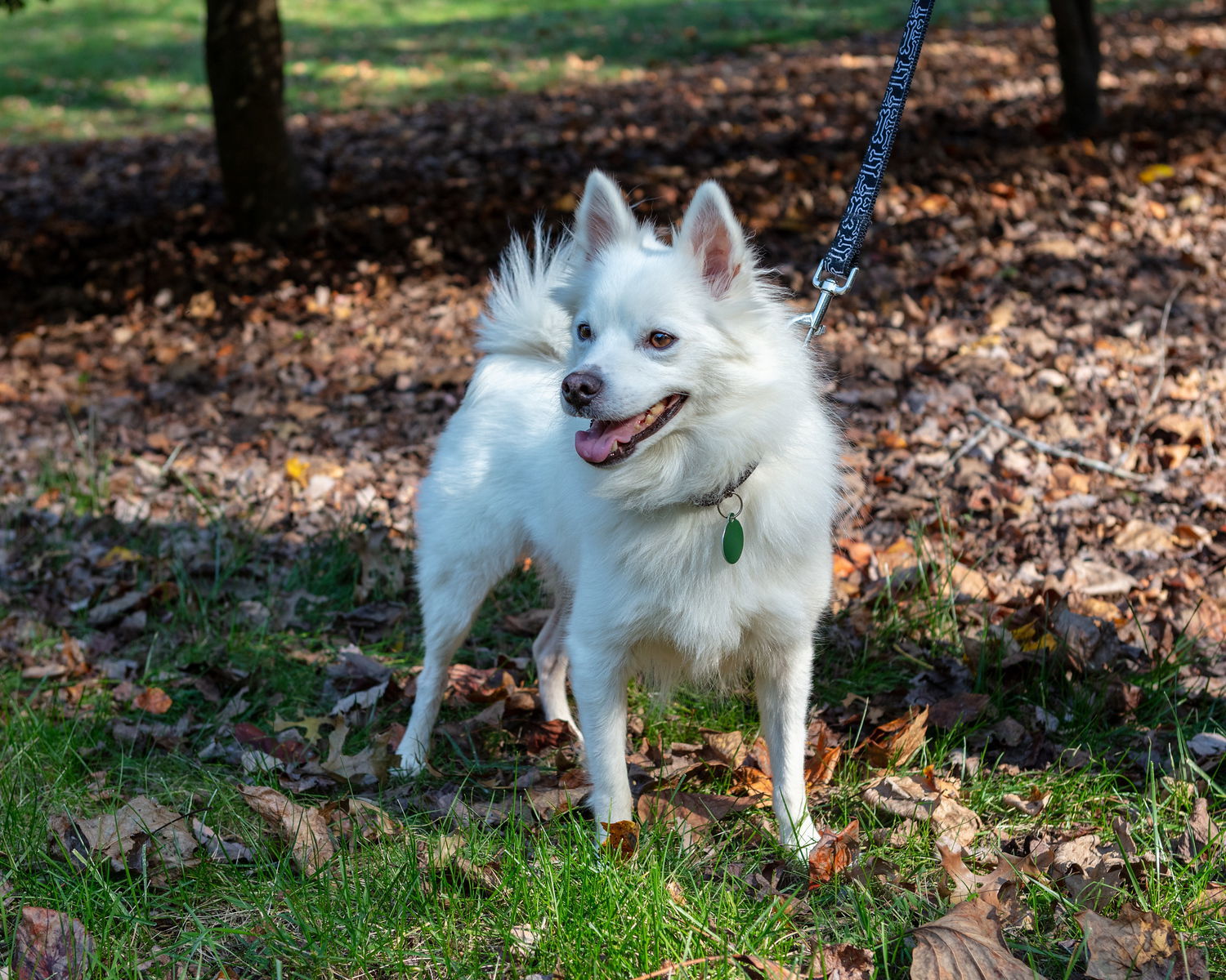 Yoshi, an adoptable Spitz in Arlington, VA, 22204 | Photo Image 2