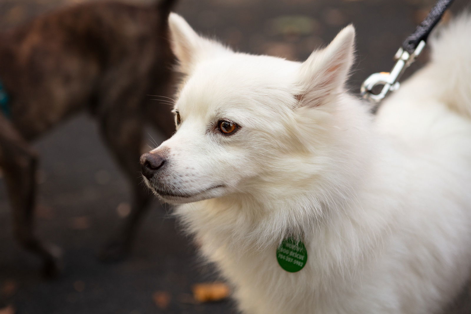 Yoshi, an adoptable Spitz in Arlington, VA, 22204 | Photo Image 3