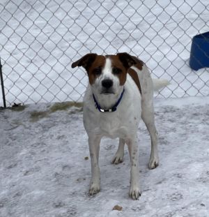 A Senior Mixed Breed Male