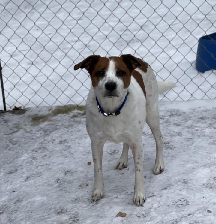 A Senior Mixed Breed Male 1