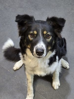 Aussie/BC Lila