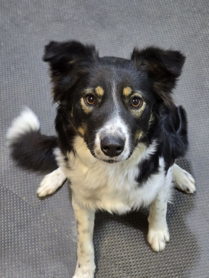 Aussie/BC Lila