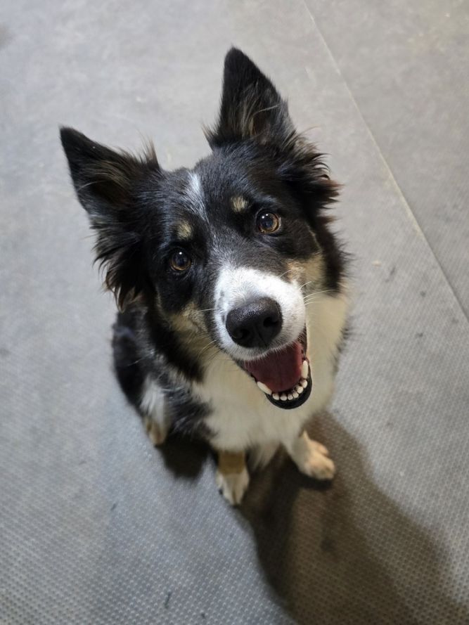 Aussie/BC Stella