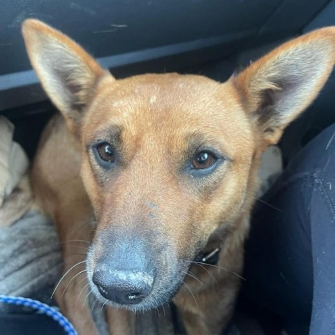 Riley, an adoptable Mixed Breed in Bismarck, ND, 58507 | Photo Image 1