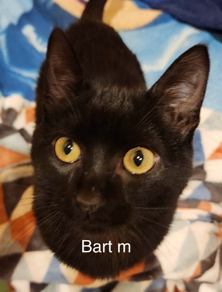 Bart, an adoptable Domestic Short Hair in Bend, OR, 97701 | Photo Image 1