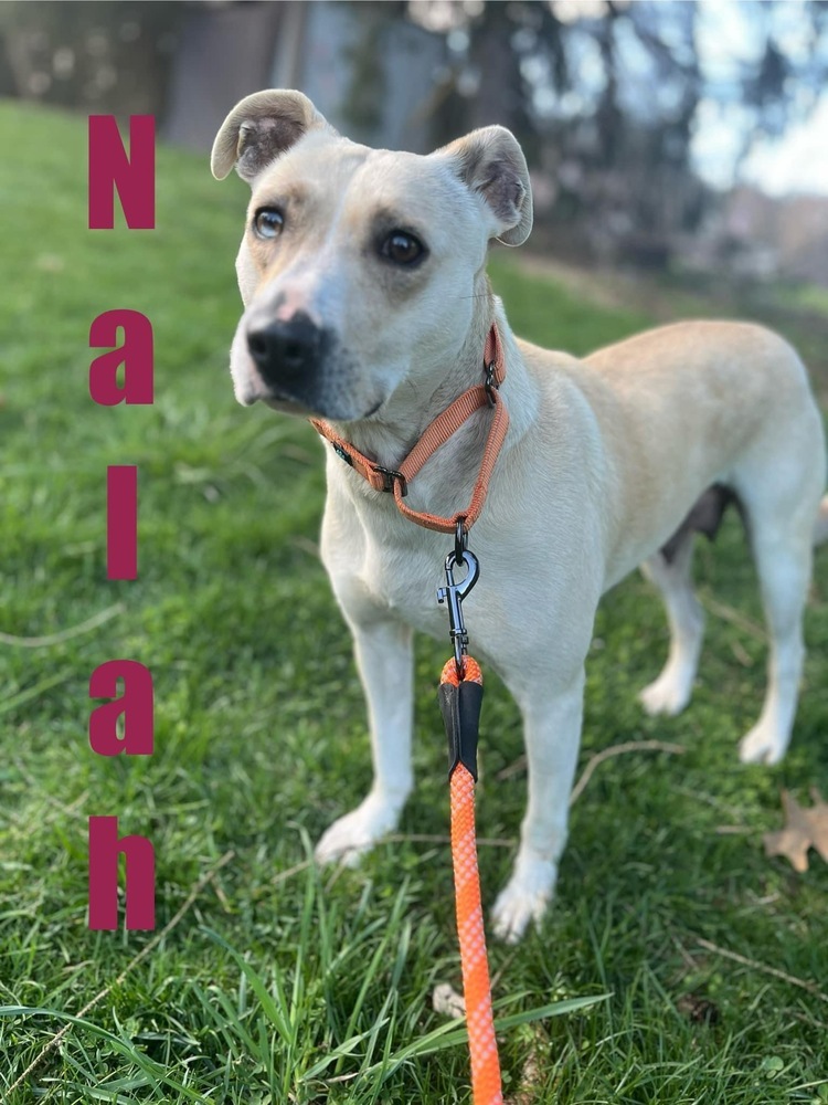 Nalah
