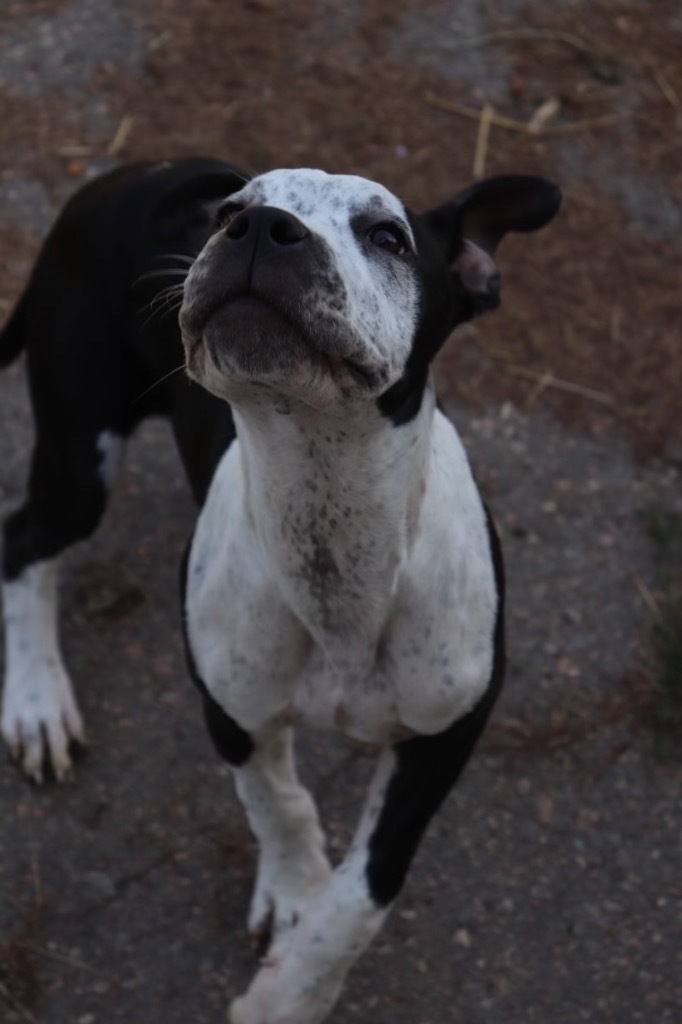 Phill, an adoptable Mixed Breed in Crandon, WI, 54520 | Photo Image 4