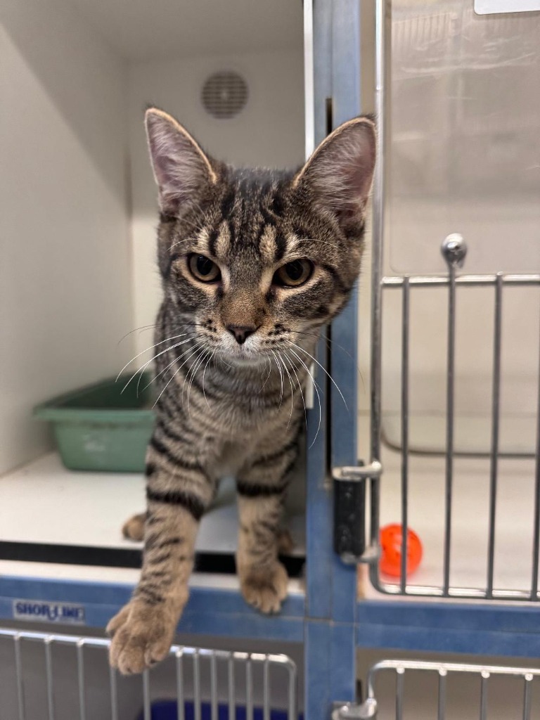 Periwinkle, an adoptable Domestic Short Hair in Crandon, WI, 54520 | Photo Image 1