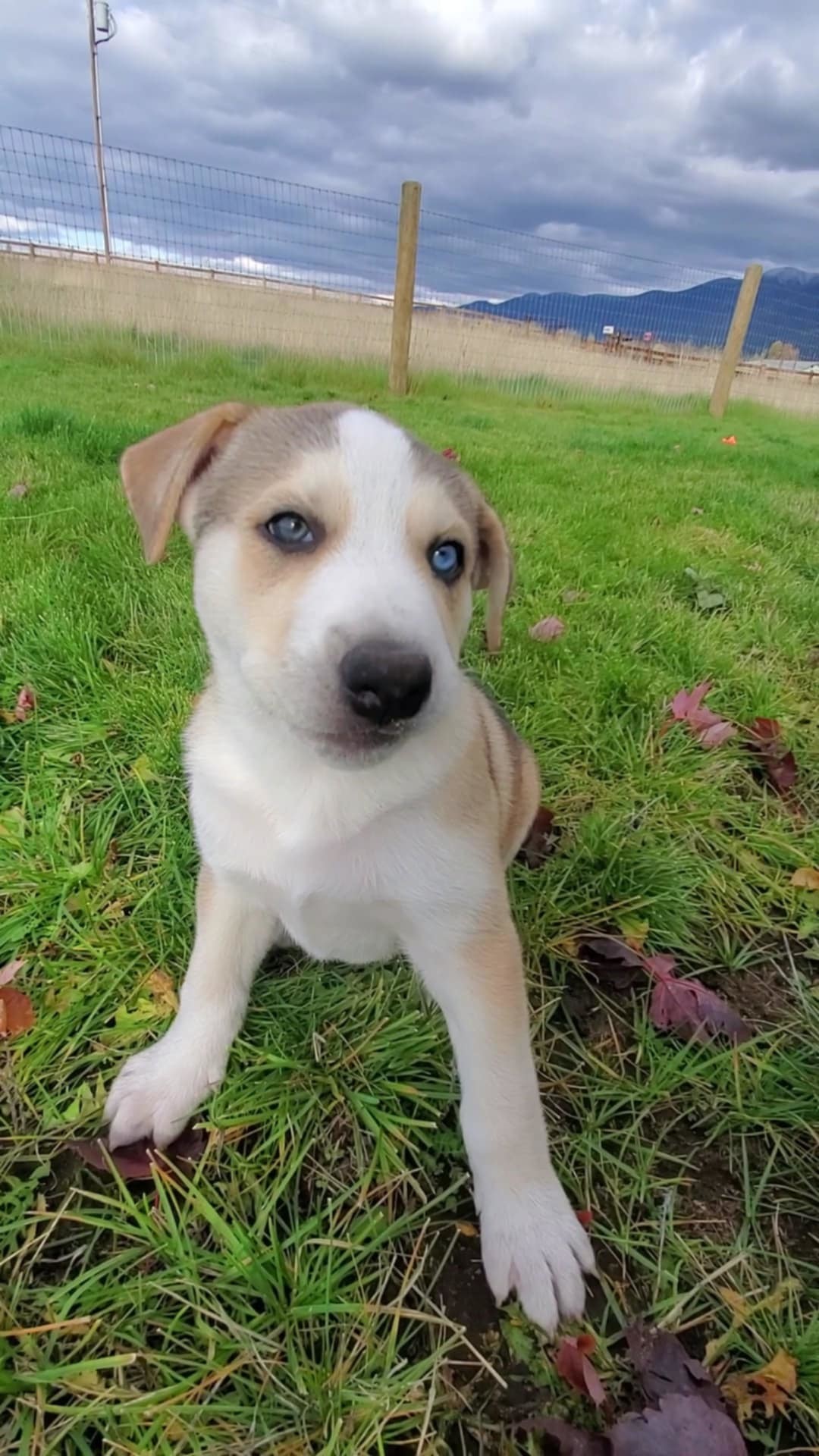 Baloo, an adoptable Mixed Breed in Polson, MT, 59860 | Photo Image 2