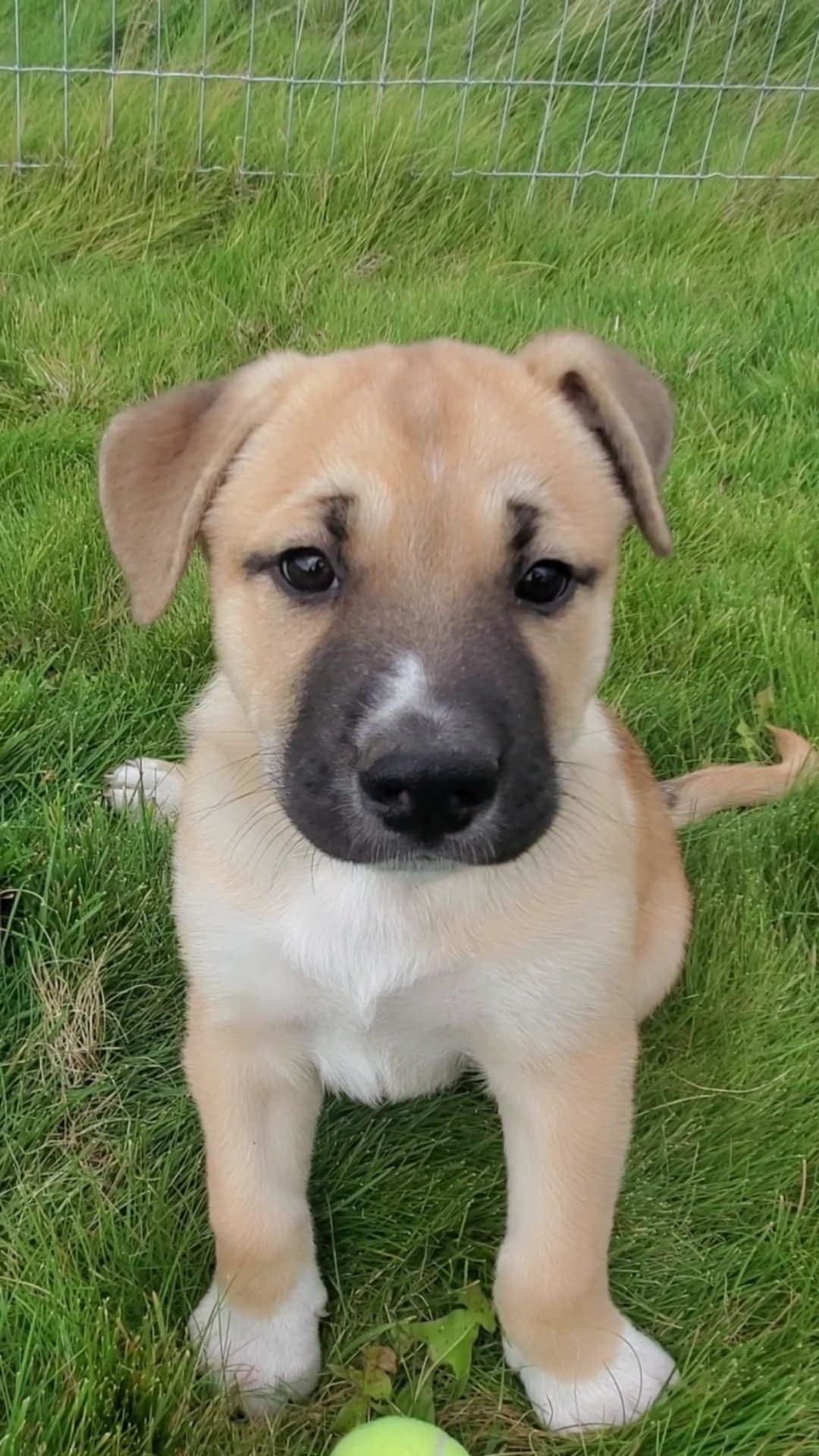 Herbie, an adoptable Mixed Breed in Polson, MT, 59860 | Photo Image 1