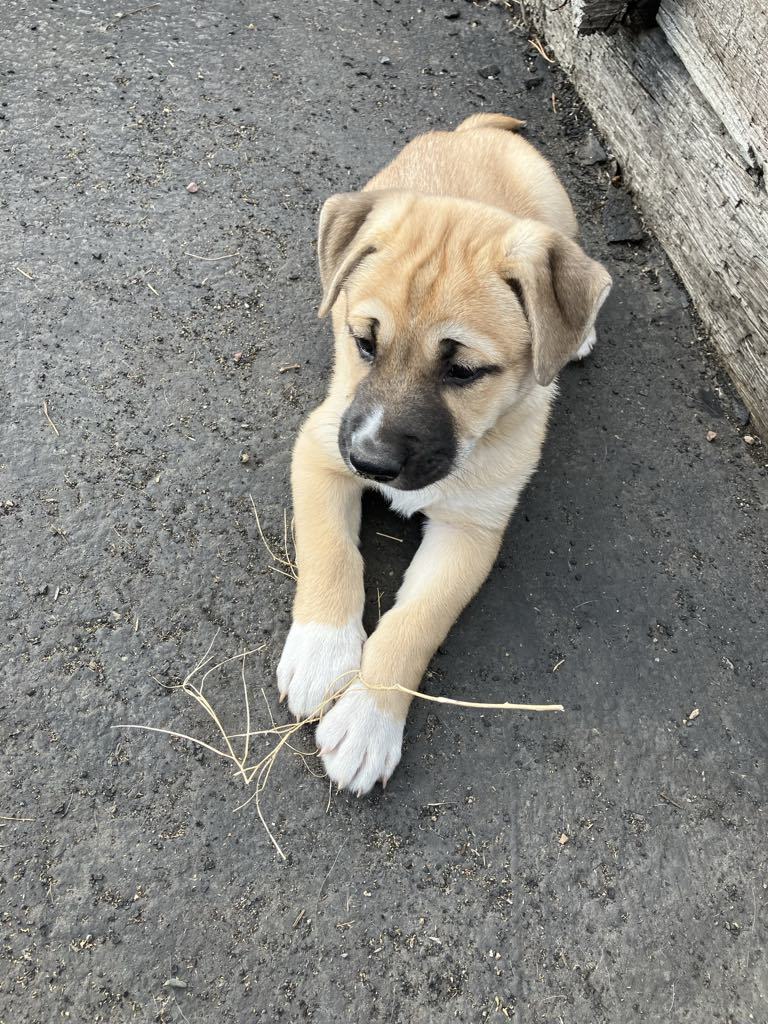 Herbie, an adoptable Mixed Breed in Polson, MT, 59860 | Photo Image 2