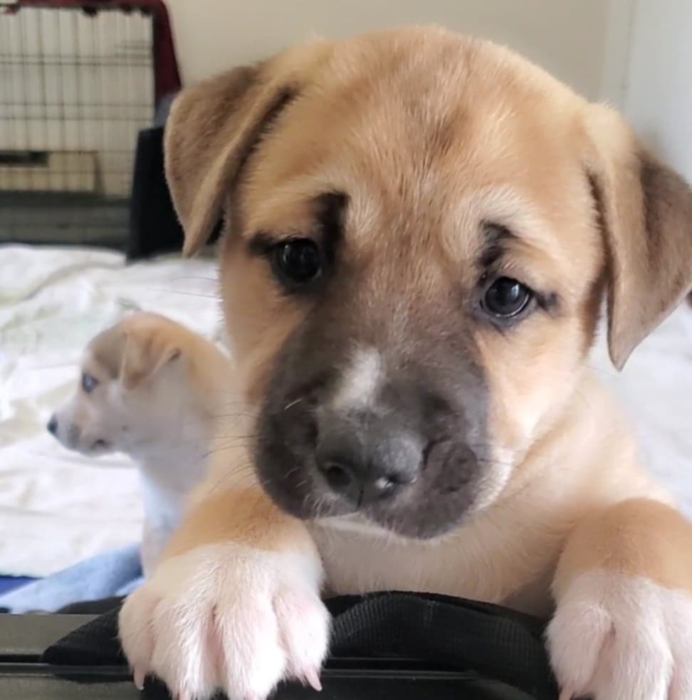 Herbie, an adoptable Mixed Breed in Polson, MT, 59860 | Photo Image 3