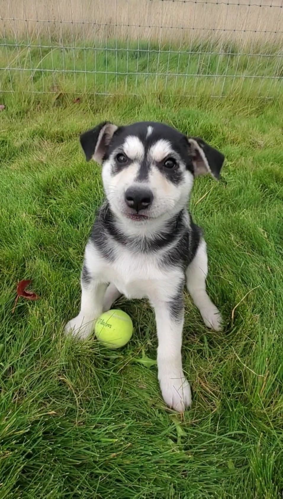 Jasmine, an adoptable Mixed Breed in Polson, MT, 59860 | Photo Image 1