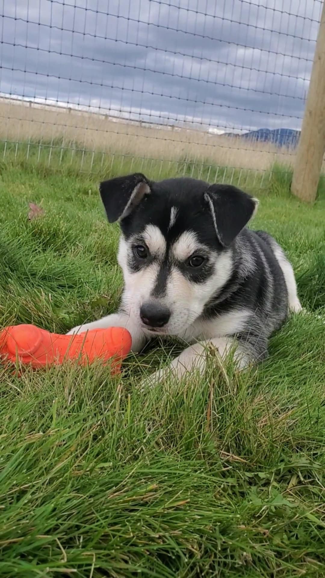 Jasmine, an adoptable Mixed Breed in Polson, MT, 59860 | Photo Image 2