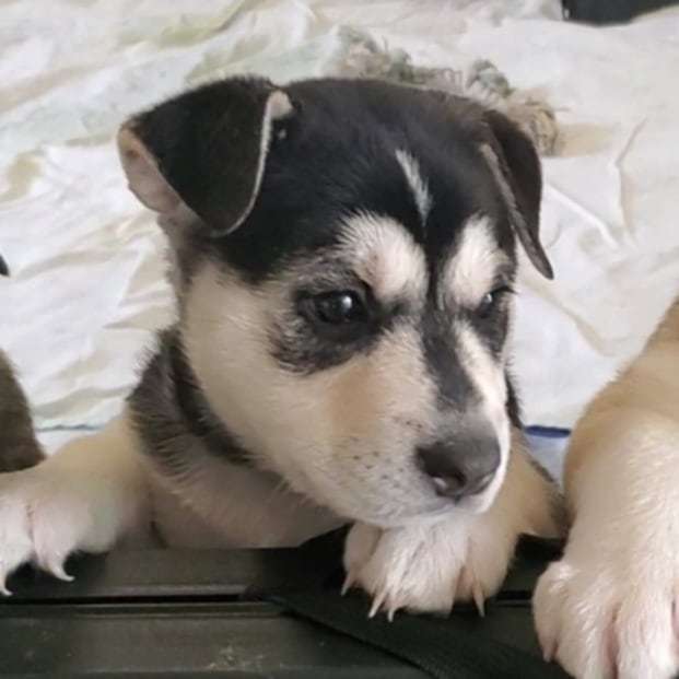 Jasmine, an adoptable Mixed Breed in Polson, MT, 59860 | Photo Image 3