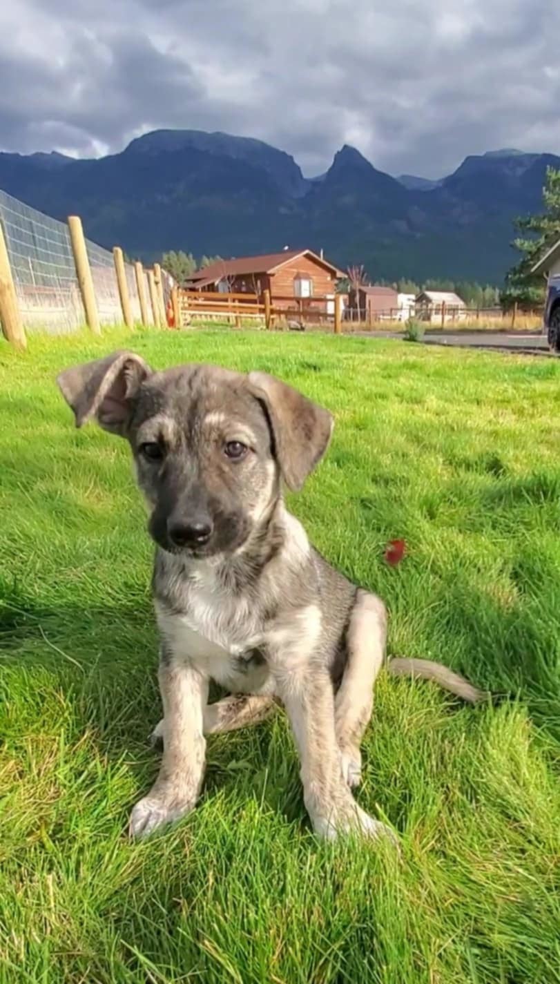 Elsa, an adoptable Mixed Breed in Polson, MT, 59860 | Photo Image 1