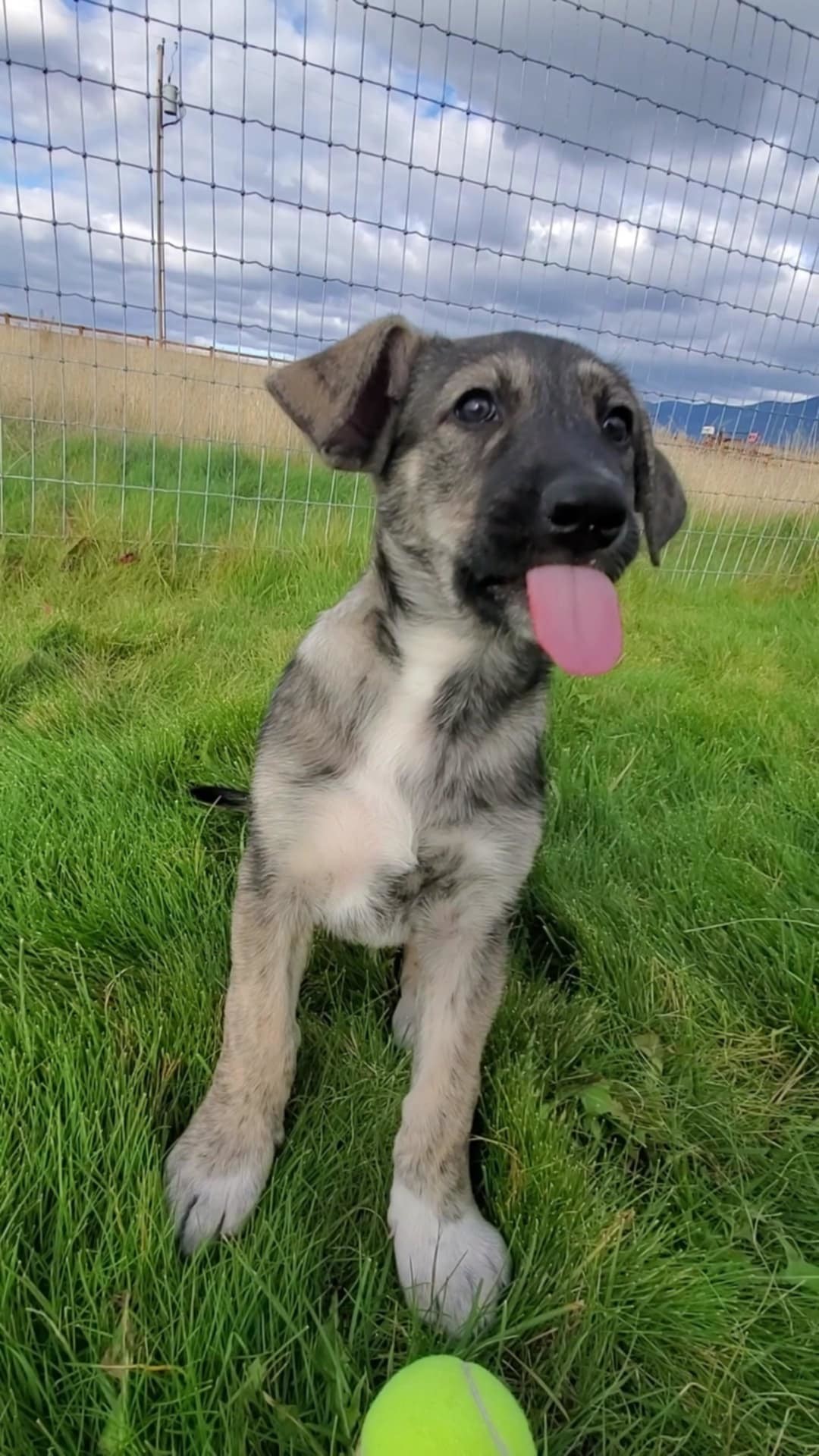 Elsa, an adoptable Mixed Breed in Polson, MT, 59860 | Photo Image 2