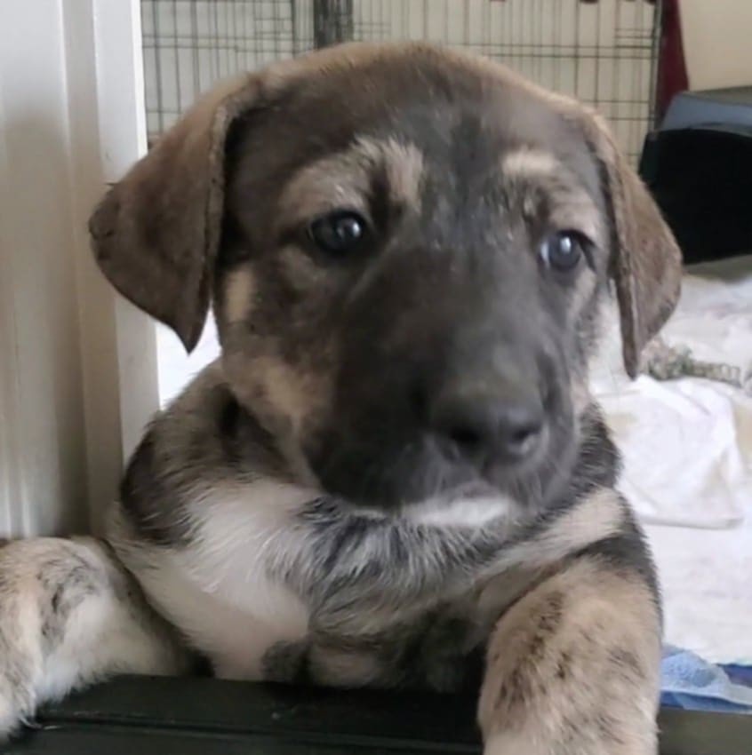 Elsa, an adoptable Mixed Breed in Polson, MT, 59860 | Photo Image 3