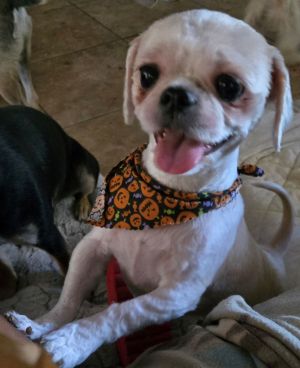Hazel, Adult Female Shih Tzu