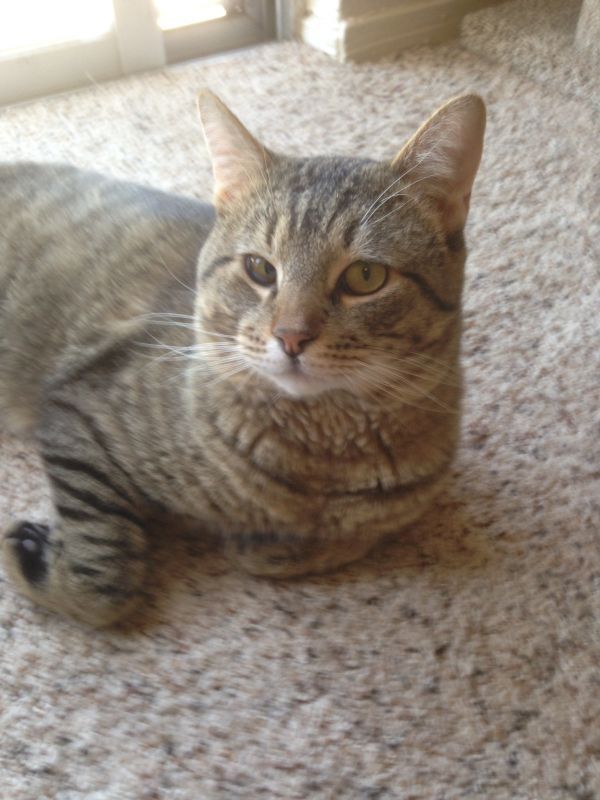 Rodger, an adoptable Domestic Short Hair in Albuquerque, NM, 87191 | Photo Image 1
