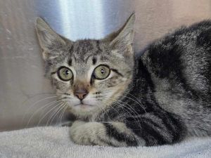 Peggle, Baby Female unknown
