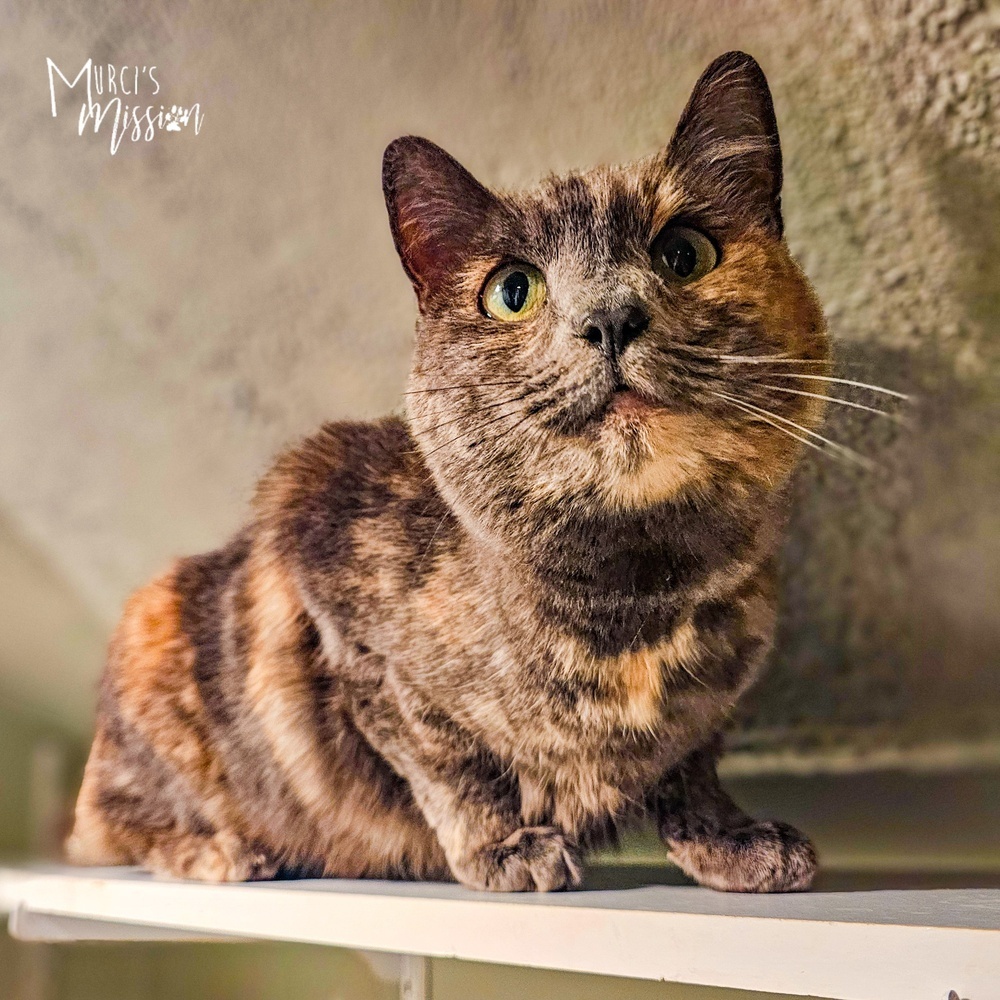 Wendigo, an adoptable Domestic Short Hair in Spokane , WA, 99209 | Photo Image 1