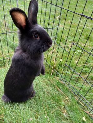 Griffon is a sweet and fun loving rabbit who came to Murcis Mission from our partners at SCRAPS He