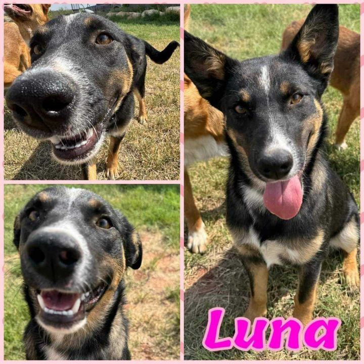 Luna 1