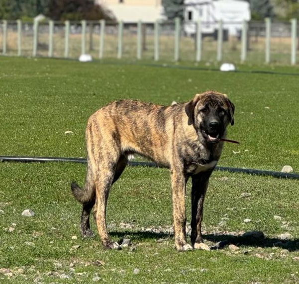 Maverick, an adoptable Anatolian Shepherd in Hamilton, MT, 59840 | Photo Image 1