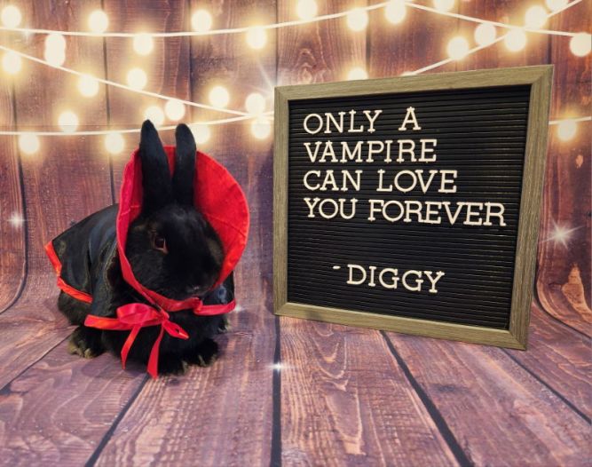 Rabbit for adoption Diggy, a Bunny Rabbit in Columbus, OH Petfinder