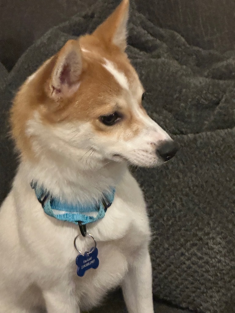 Maple, an adoptable Spitz, Pomeranian in Valparaiso, IN, 46383 | Photo Image 1