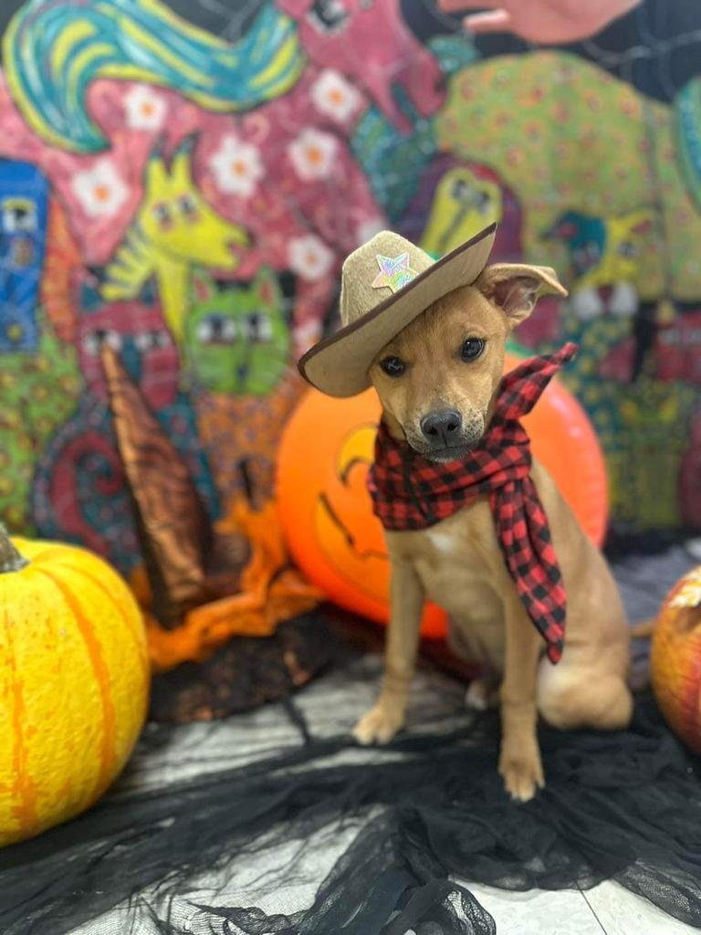 Corky, an adoptable Chihuahua, Mixed Breed in Holbrook, AZ, 86025 | Photo Image 1