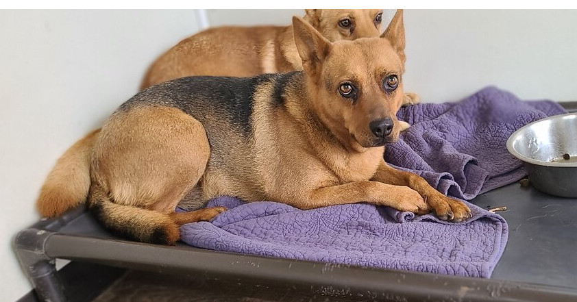 Daisy, an adoptable Australian Cattle Dog / Blue Heeler, Shepherd in Santa Rosa, CA, 95401 | Photo Image 2