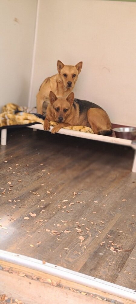 Daisy, an adoptable Australian Cattle Dog / Blue Heeler, Shepherd in Santa Rosa, CA, 95401 | Photo Image 3