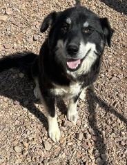 Oreo***, an adoptable Husky in Hot Springs, SD, 57747 | Photo Image 1