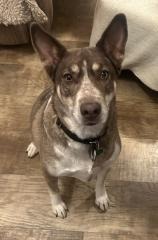 Maia, an adoptable Husky in Hot Springs, SD, 57747 | Photo Image 1