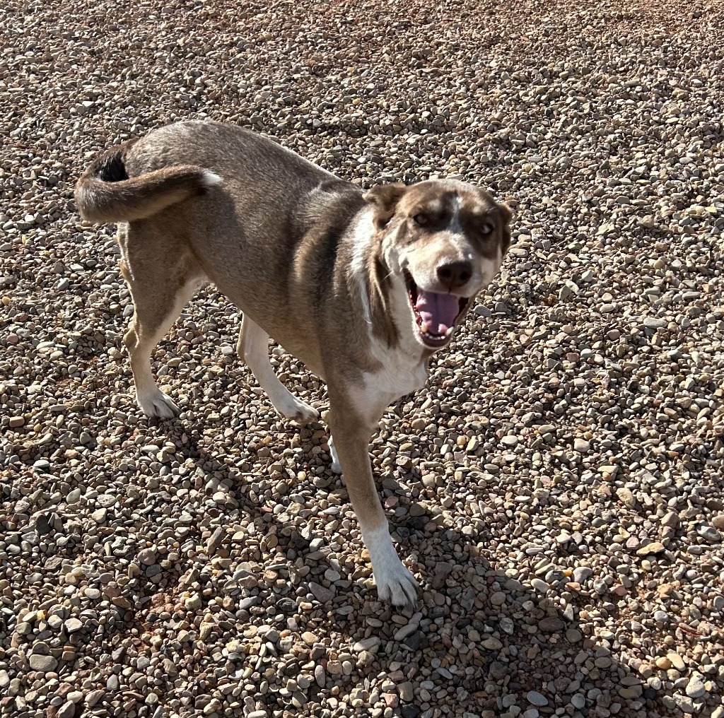 Maia, an adoptable Husky in Hot Springs, SD, 57747 | Photo Image 2